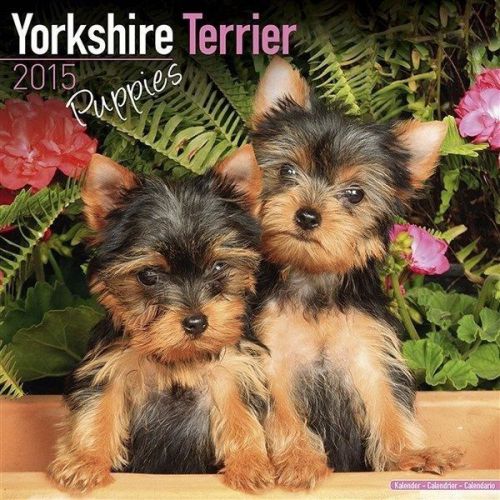 NEW 2015 Yorkshire Terrier Puppies Wall Calendar by Avonside- Free Priority Ship