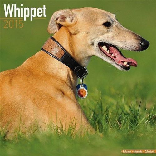 NEW 2015 Whippet Wall Calendar by Avonside- Free Priority Shipping!