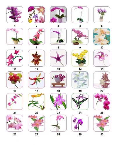 30 Personalized Return Address Flower Orchids Labels Buy 3 get 1 free (fos1)