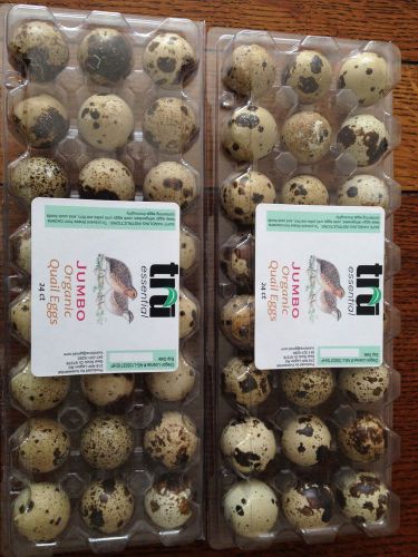 Fertile jumbo pharaoh quail eggs 48ct