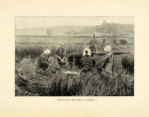 1898 Print Rice Harvest Japan Japanese Harvesters Agriculture Crops Farming XGL7