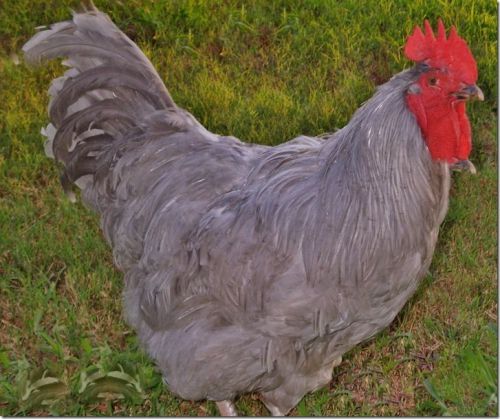 6 + EXTRA *Lavender Orpington* Fresh Fertile Chicken Hatching Eggs