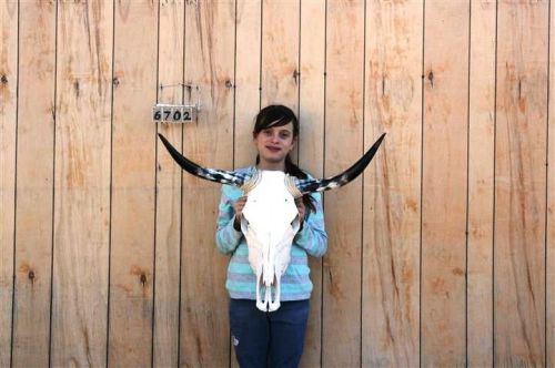 Steer skull and 2 ft 7&#034; in long horns cow longhorns h6702 for sale