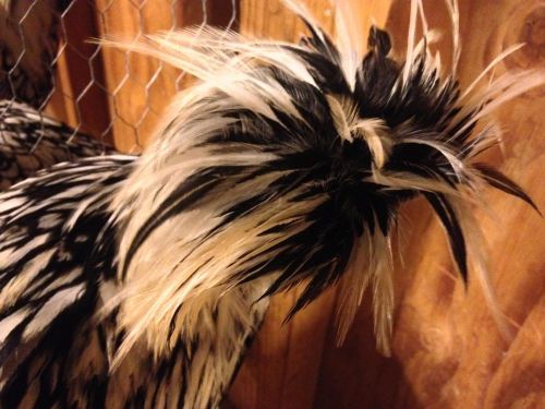 SILVER LACED POLISH LARGE FOWL, BEARDED  - 6+ Fertile Chicken Hatching Eggs,RARE