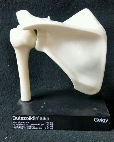 Vintage Geigy Anatomical Model Human Shoulder Joint Skeleton