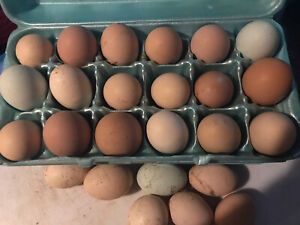 10 chicken hatching eggs for sale