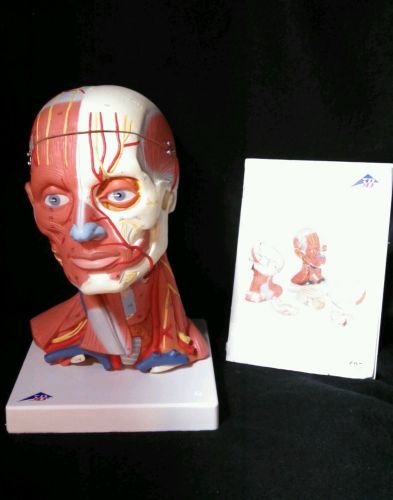 3b scientific - c05 head &amp; neck musculature anatomical model, 5 part (c 05) for sale