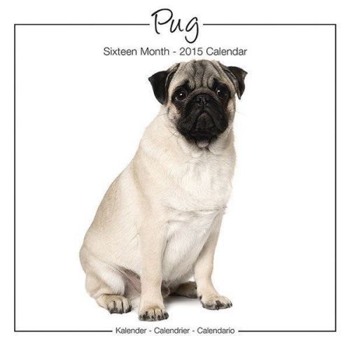 NEW 2015 Pug Wall Calendar by Avonside- Free Priority Shipping!