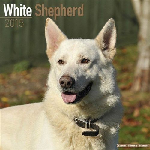 NEW 2015 White Shepherd Wall Calendar by Avonside- Free Priority Shipping!