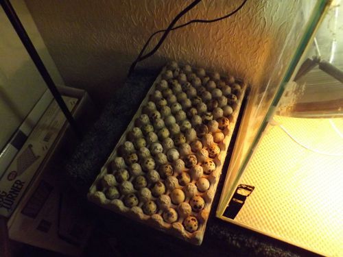 40 Japanese,Texas A&amp;M and Tuxedo Cortunix hatching Quail Eggs