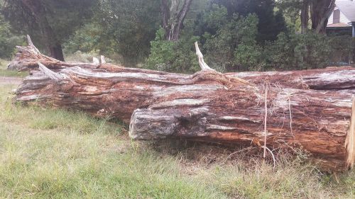 Old Growth Heart Pine Top Log
