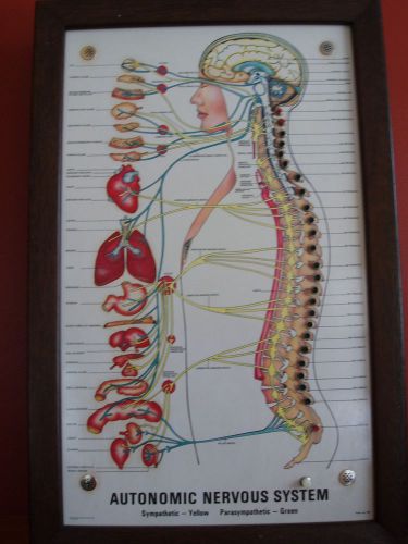 neuropatholator visual odyssey chiropractic wall chart neuropatholator wall chart