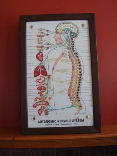 neuropatholator visual odyssey chiropractic wall chart neuropatholator wall chart
