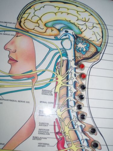 neuropatholator visual odyssey chiropractic wall chart neuropatholator wall chart