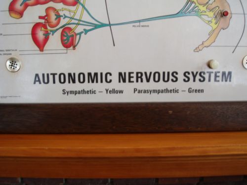 neuropatholator visual odyssey chiropractic wall chart neuropatholator wall chart