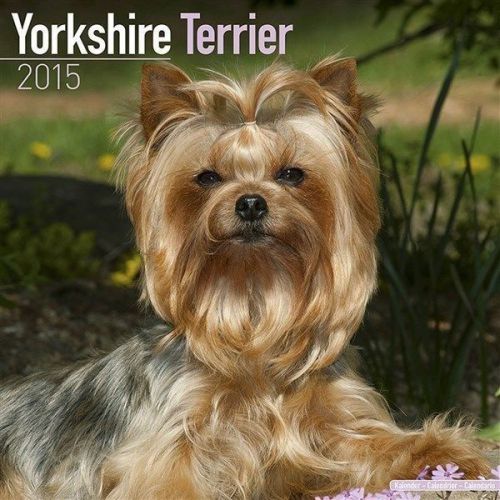 NEW 2015 Yorkshire Terrier Wall Calendar by Avonside- Free Priority Shipping!