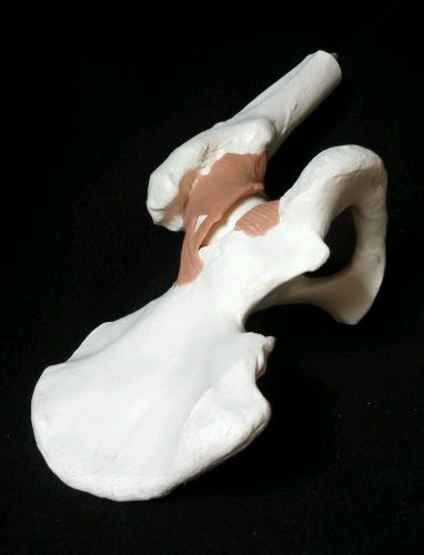 3b scientific - a81 functional hip joint bone anatomical model (a 81) for sale