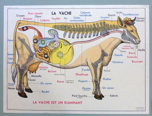 French Vintage Poster Cow Horse Veterinary Anatomy