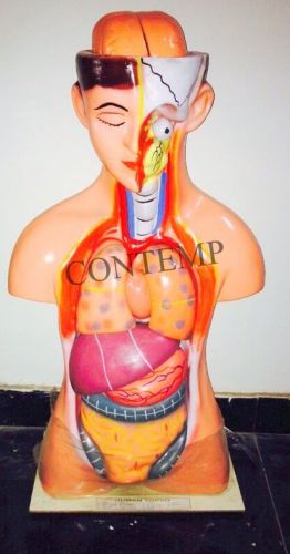 Sexless Torso Human Anatomical Model cei-285