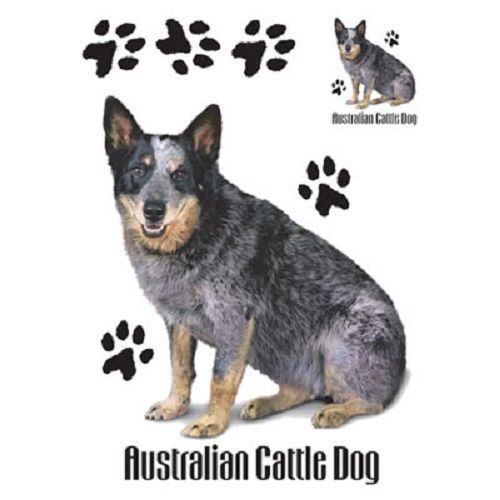 Australian Cattle Dog HEAT PRESS TRANSFER PRINT for T Shirt Tote Sweatshirt 803b