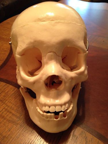 Anatomy and Physiology Study Skull