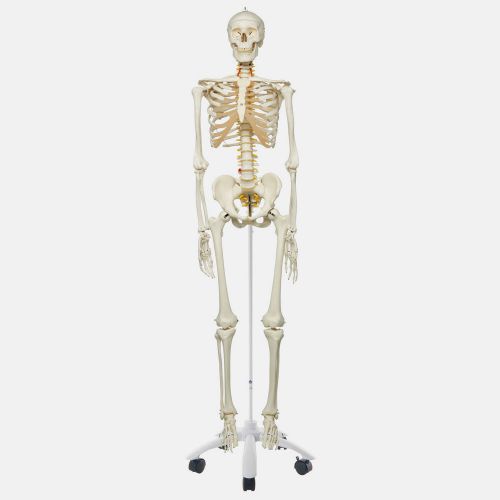 Anatomical Human skeleton model Teaching &amp; Education Supplies 34