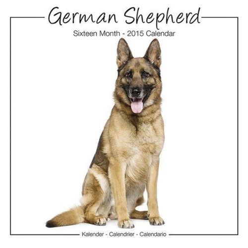 NEW 2015 German Shepherds Wall Calendar by Avonside- Free Priority Shipping!