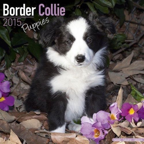 NEW 2015 Border Collie Puppies Wall Calendar by Avonside- Free Priority Shipping