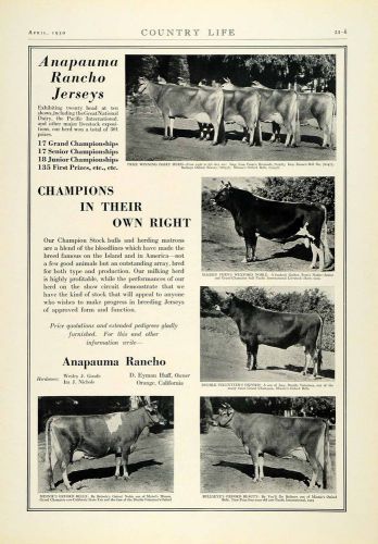 1930 Ad Anapauma Racho Jersey Dairy Cows Champion Cattle Breeders Livestock COL2