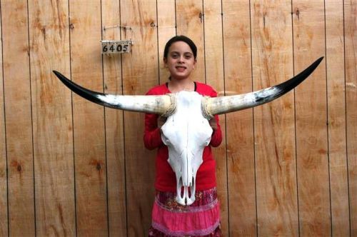 Steer skull long horns 3&#039; 7&#034; cow bull skulls horn h6405 for sale