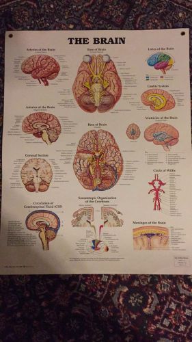 The Brain Chart/Charts/Models Anatomical Laminated
