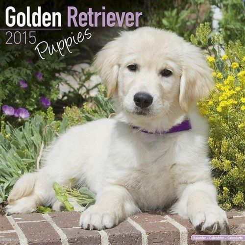 NEW 2015 Golden Retriever Puppies Wall Calendar by Avonside- Free Priority Shipp