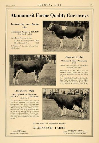 1926 Ad Atamannsit Farms Guernsey Cows Junior Sire Dam - ORIGINAL CL6
