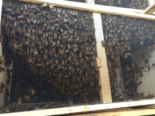 LIVE NORTHERN HONEY BEE PACKAGE 3lb WITH MATED LAYING QUEEN BEES