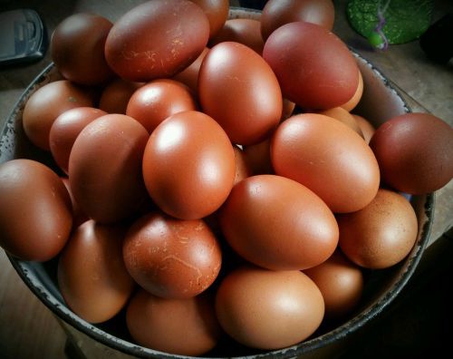 12 plus French black copper marans eggs