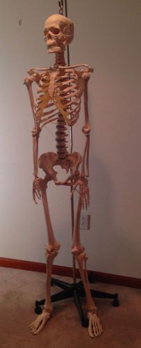 Somso Life Size Female Ring Mounted Advanced Skeleton and Stand