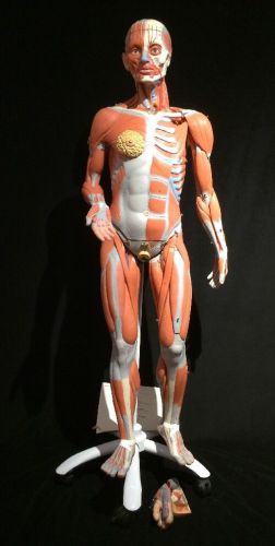 3B Scientific 3/4 Life-Size Dual Sex Muscle Model Large Anatomical Model Muscle