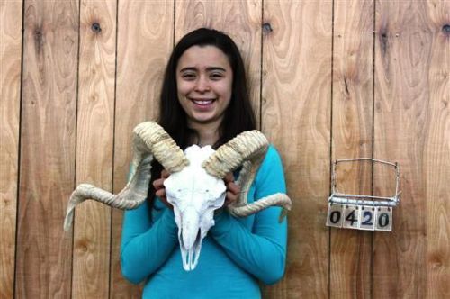 Ram skull &amp; horns / long steer cow bull skulls horn rs0420 for sale
