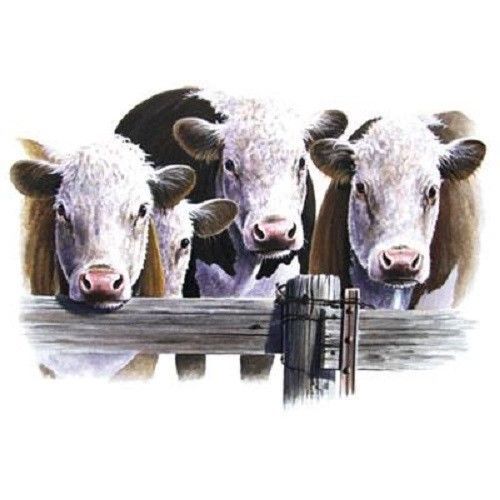 Hereford Cow HEAT PRESS TRANSFER for T Shirt Sweatshirt Tote Quilt Fabric 298d