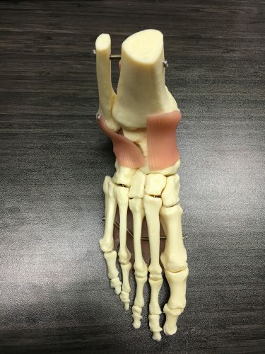 Anatomic Foot Model w/Major Ligaments and Tendons