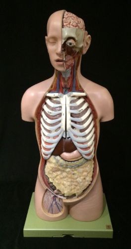 SOMSO Male Torso with Head and Open Back AS23/1 Anatomical Model AS 23/1