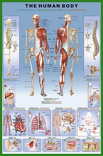 The human body-full color human anatomical poster 24 x 36 for sale