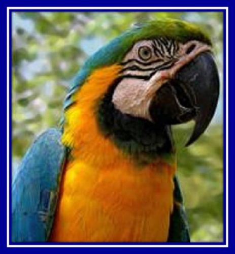 30 Custom Parrot Personalized Address Labels