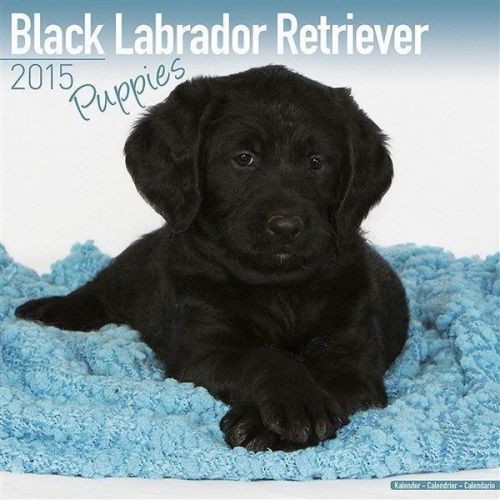 NEW 2015 Black Lab Retriever Puppies Calendar by Avonside- Free Priority Shippin