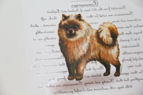 Package of 100 Full Color Heat Transfers Pomeranian New in Package