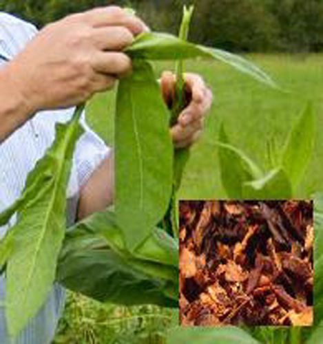 How To Grow Cure &amp; Manufacture Tobacco: Practical Guide