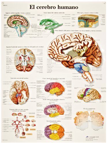 3B Scientific VR3615UU Glossy Paper El Cerebro Humano Anatomical Human Brain 20&#034;
