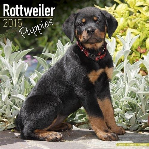 NEW 2015 Rottweiler Puppies Wall Calendar by Avonside- Free Priority Shipping!
