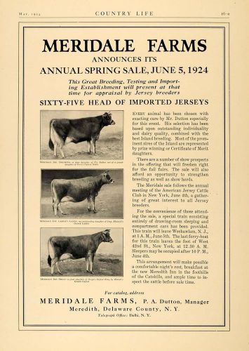 1924 ad meridale farm jersey cows dolorosa lassie origa - original cl4 for sale