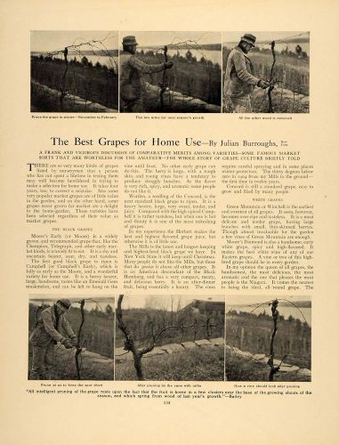 1907 article grape vines growing care j. burroughs ny - original gm1 for sale